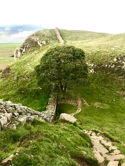Our tribute to Sycamore Gap.
